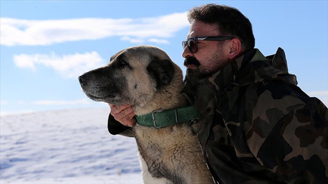 ÖMRÜNÜ KANGAL KÖPEĞİ YETİŞTİRİCİLİĞİNE ADADI