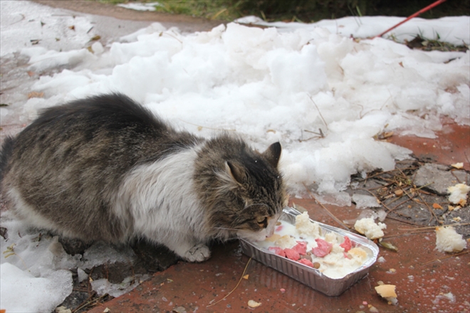 SOKAK HAYVANLARINA YİYECEK BIRAKILDI