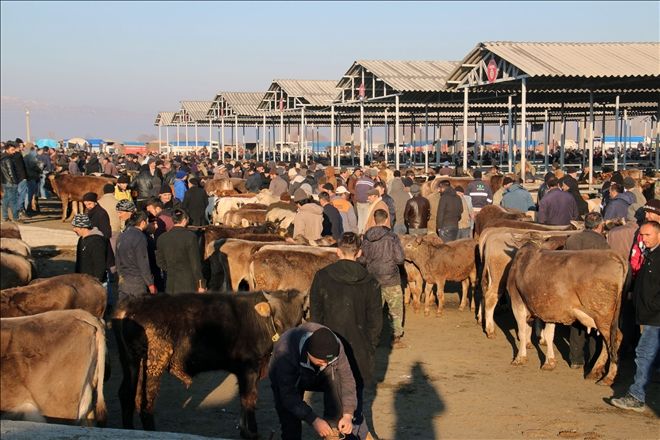 ŞARKIŞLA HAYVAN PAZARI CANLANDI