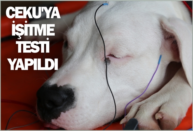 CEKU´YA İŞİTME TESTİ YAPILDI