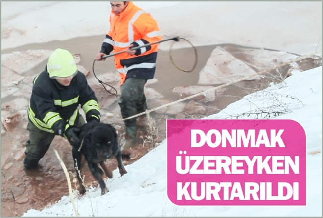 DONMAK ÜZEREYKEN KURTARILDI