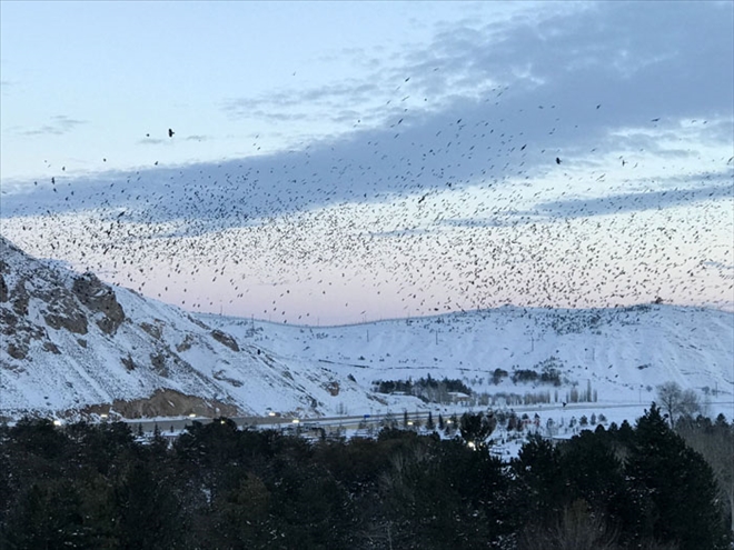 KARGALARDAN GÖRSEL ŞÖLEN
