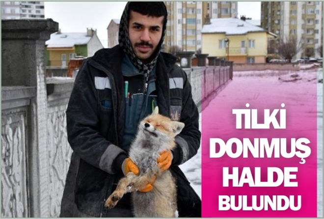 TİLKİ DONMUŞ HALDE BULUNDU