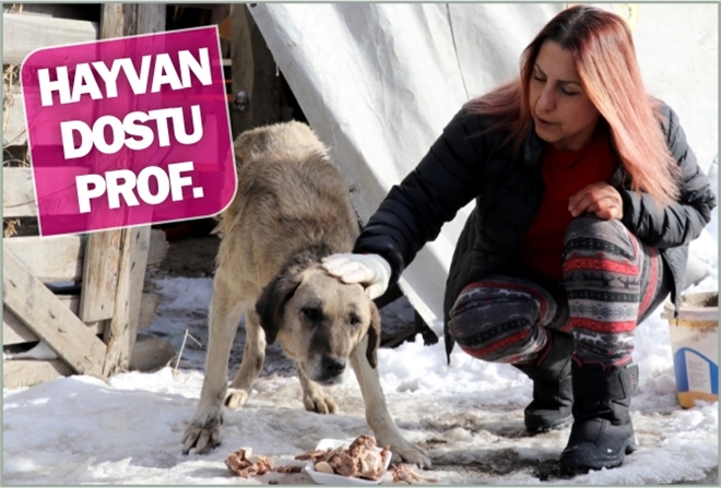HAYVAN DOSTU PROF.
