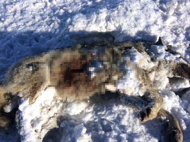 Telef Edilmiş Kurt Bulundu