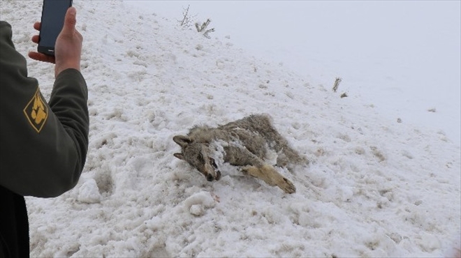 TİLKİDEN SONRA KURT´DA DONDU