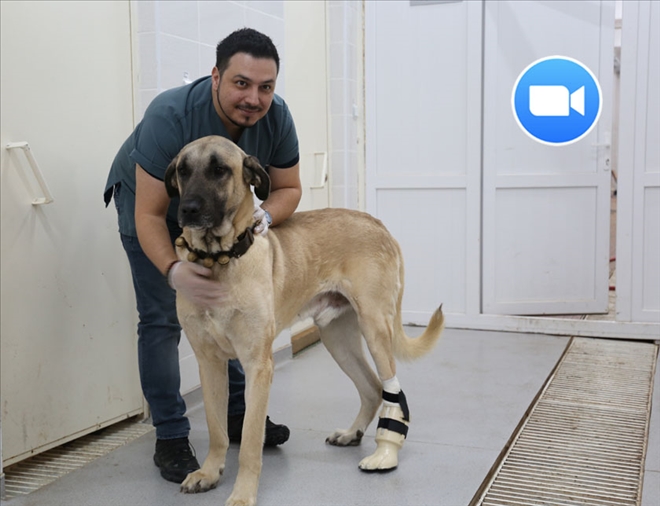 KARABAŞ´A PROTEZ AYAK