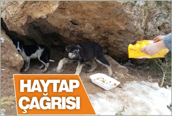 HAYTAP ÇAĞRISI