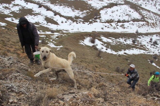 KAYALIKLARDA MAHSUR KALAN KÖPEK KURTARILDI
