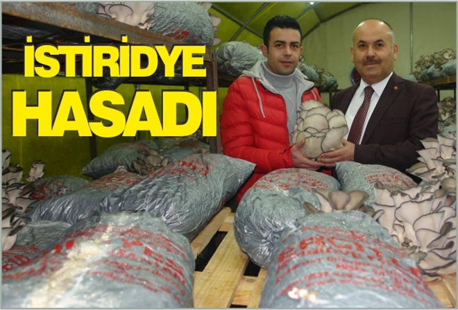 İSTİRİDYE HASADI