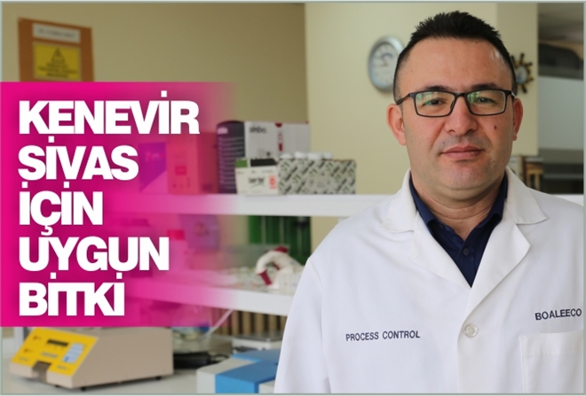 "KENEVİR SİVAS İÇİN UYGUN BİTKİ"