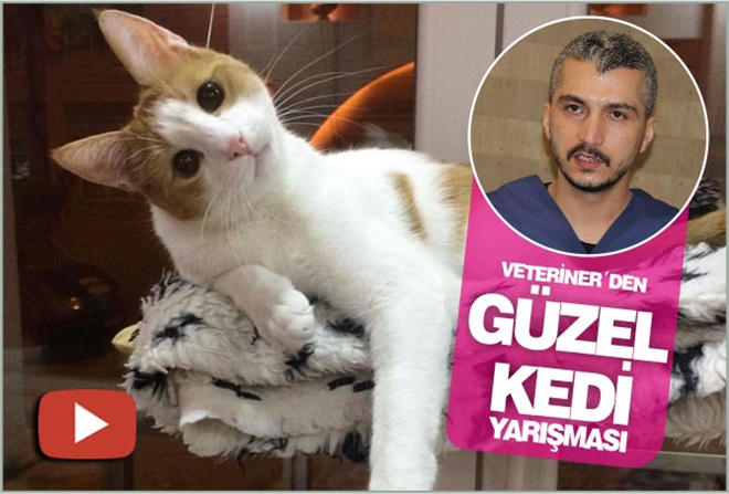 VETERİNER´DEN GÜZEL KEDİ YARIŞMASI - video