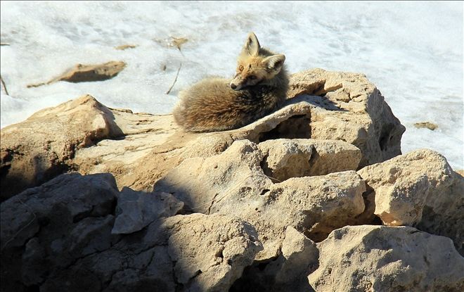 TİLKİNİN GÖL KENARINDA GÜNEŞ KEYFİ