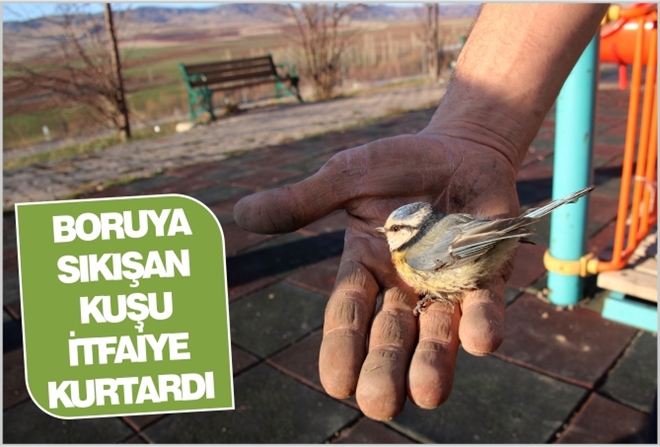 BORUYA SIKIŞAN KUŞU İTFAİYE KURTARDI