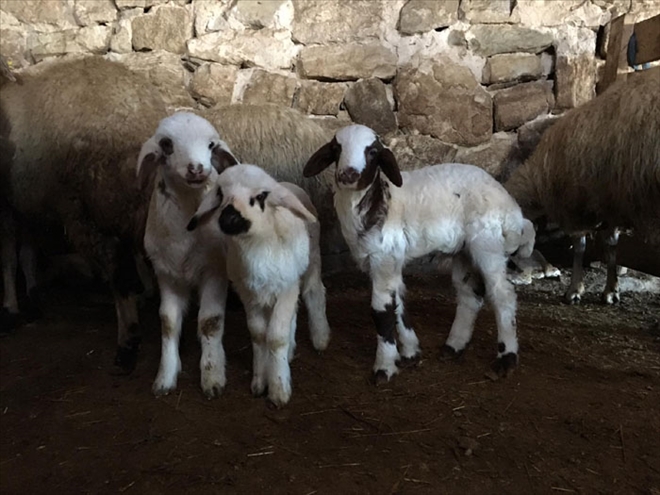 KUZULAR DOĞMAYA BAŞLADI