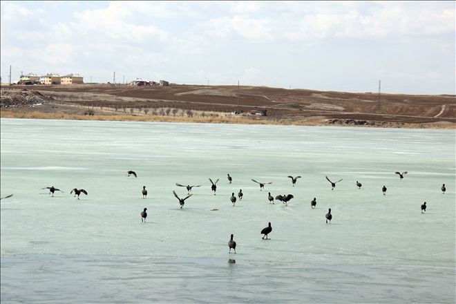 HAFİK GÖLÜ´NE GÖÇMEN KUŞLAR AKIN ETTİ