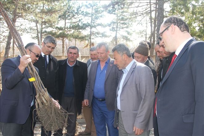 SUŞEHRİN´DE CEVİZ FİDANI DAĞITILDI