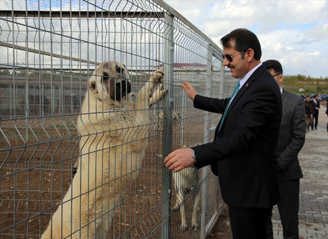 KANGAL´I DÜNYAYA TANITACAĞIZ