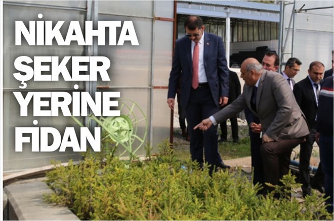 NİKÂHTA ŞEKER YERİNE FİDAN
