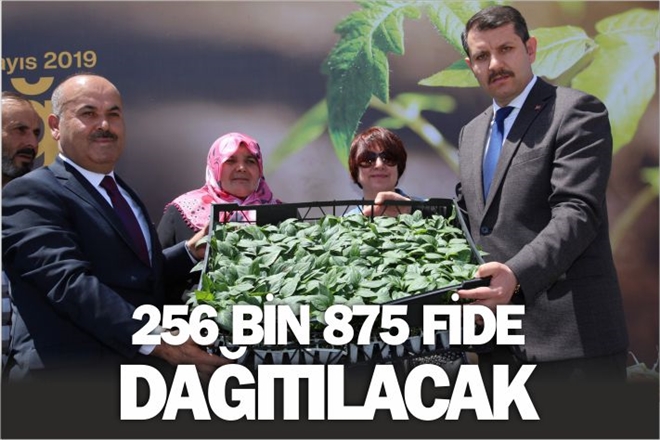 256 BİN 875 FİDE DAĞITILACAK