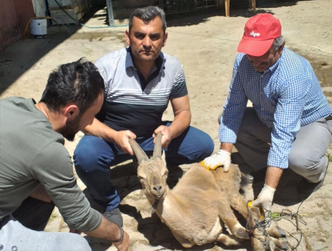 DAĞ KEÇİSİ KÖYE İNDİ