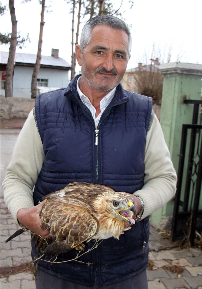 YARALI ŞAHİN GÖREVLİLERE TESLİM EDİLDİ