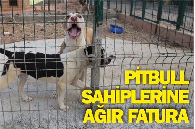 PİTBULL SAHİPLERİNE AĞIR FATURA