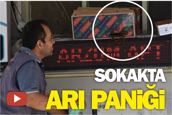 SOKAKTA ARI PANİĞİ