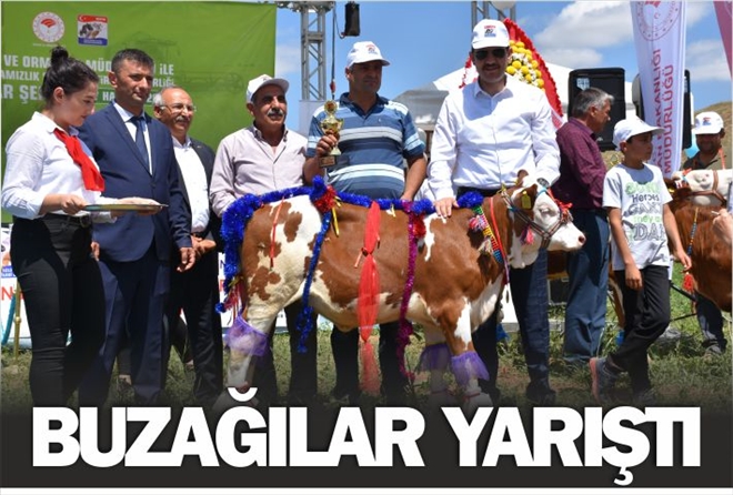 BUZAĞILAR EN GÜZEL OLMAK İÇİN YARIŞTI