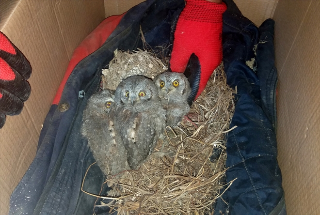 BAYKUŞLARI İTFAİYE KURTARDI