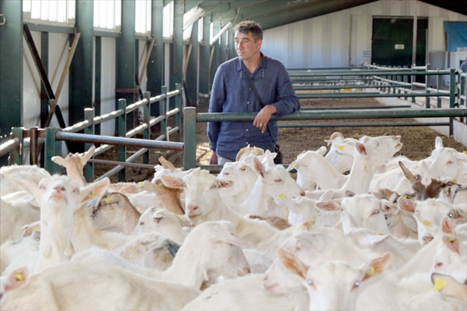 AŞIK VEYSEL TÜRKÜLERİYLE KEÇİ SAĞIMI - video