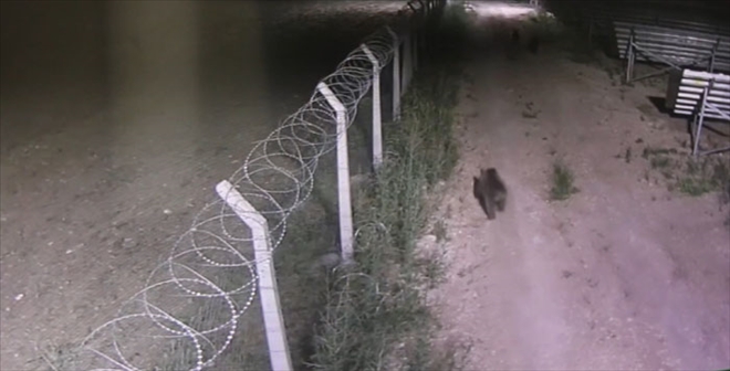 AYILAR SANTRALE GİRDİ - video