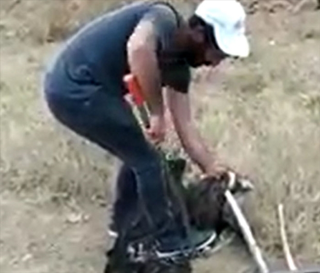 YILAN KARTALI BOĞDU