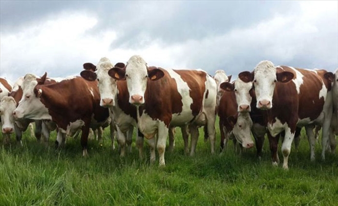 DAP´TAN 8 PROJEYE 7.5 MİLYON DESTEK