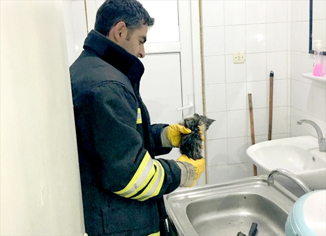 BORUYA SIKIŞAN KEDİYİ İTFAYE KURTARDI - video