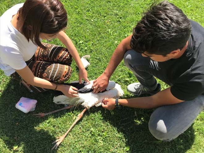 YARALI LEYLEKLERİ ÖĞRENCİLER TEDAVİ EDİYOR