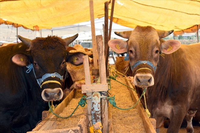 KURBANLIKLAR GÖRÜCÜYE ÇIKTI