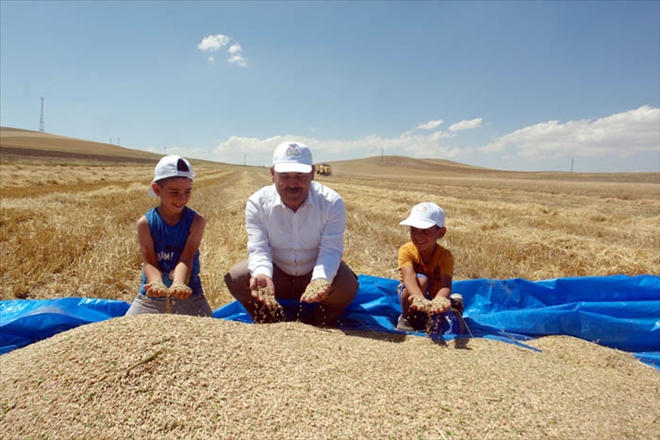 KIŞLIK YULAFTA HASAT ZAMANI