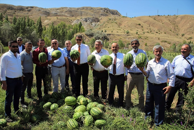 50 DÖNÜM TARLADAN 150 TON KARPUZ