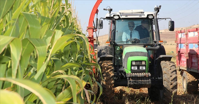 DİREKSİYONA GEÇİP HASAT YAPTI