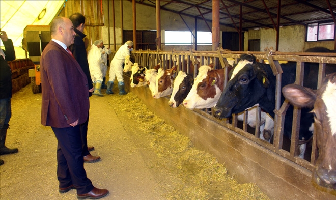 ŞAP AŞILAMA DÖNEMİ BAŞLADI