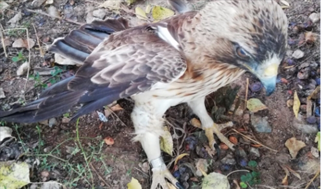 YARALI KARTAL TEDAVİ ALTINA ALINDI