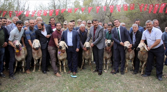 DOĞANŞAR´DA RENKLİ KOÇ KATIM TÖRENİ - video