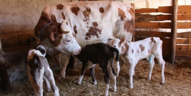 ÇİFTÇİYE BUZAĞI BAŞI 100 LİRA EK DESTEK