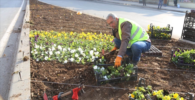250 BİN HERCAİ MENEKŞE - video