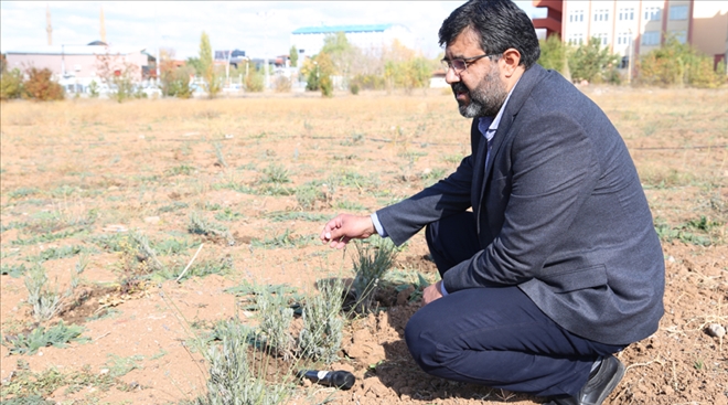 SOLUCAN GÜBRESİNDEN LAVANTA ÜRETİMİ - video