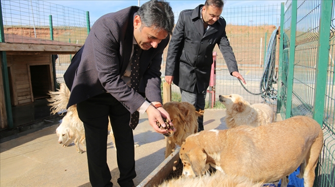 HAYVANLARI SAHİPLENİN