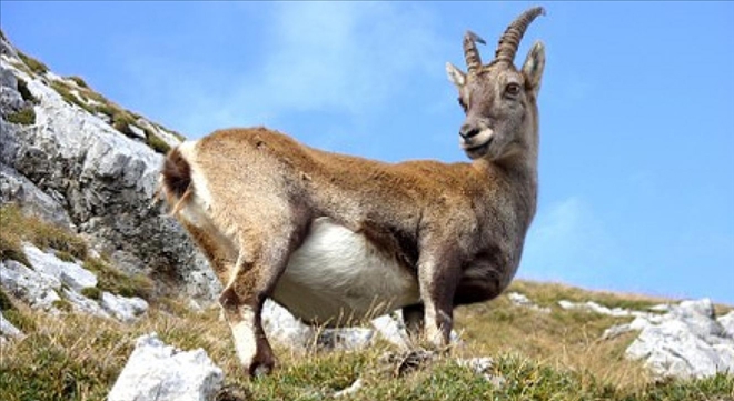 KAÇAK AVA 60 BİN LİRA CEZA