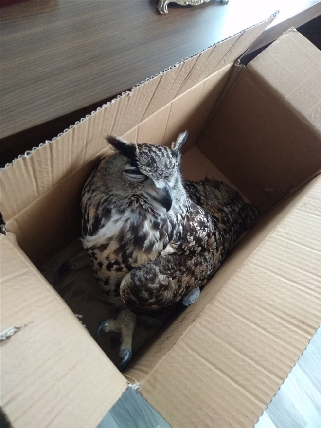 YARALI PUHU KUŞU TEDAVİYE ALINDI