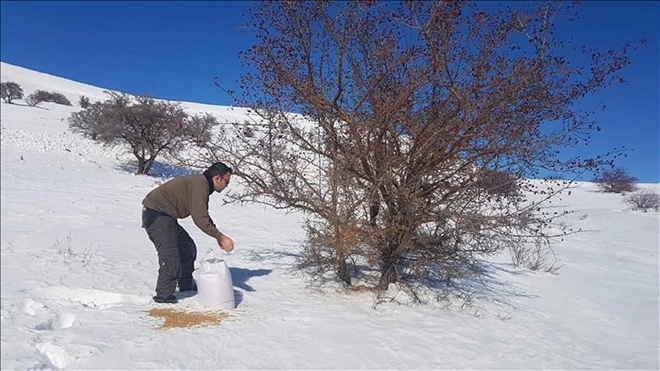 YABAN HAYVANLARI UNUTULMADI